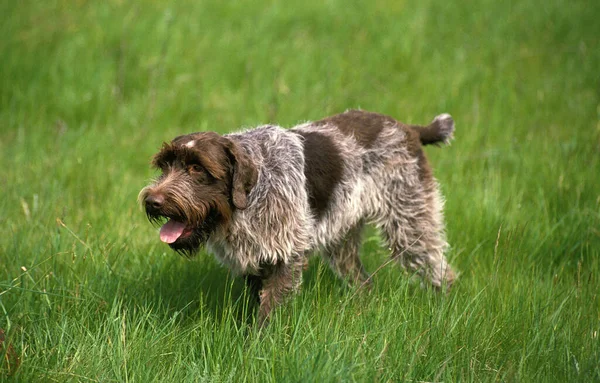 Cão Korthal Griffon Dog Cabelo Arame — Fotografia de Stock