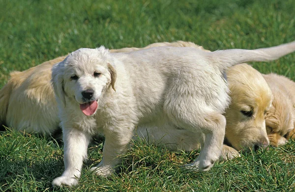 Golden Retriever Mãe Com Cachorro — Fotografia de Stock