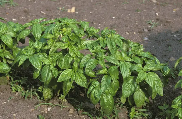 Grand Vert Basil Ocimum Basilicum — Φωτογραφία Αρχείου