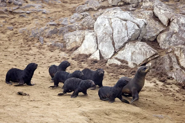 Seal Fur Sudafricano Arctocephalus Pusillus Cruz Del Cape Namibia — Foto de Stock