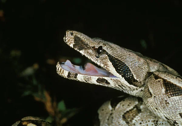 Boa Constrictor Boa Constrictor Adult Defensive Posture — 스톡 사진