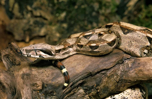 Boa Constrictor Boa Constrictor — Stok fotoğraf