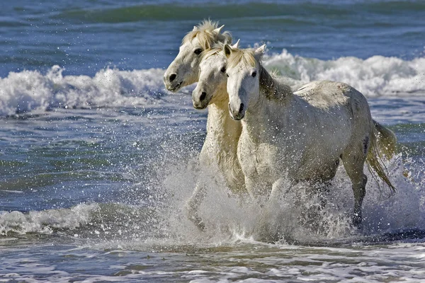Horse Adults Trotting Beach Saintes Marie Mer Camarging South France — стокове фото