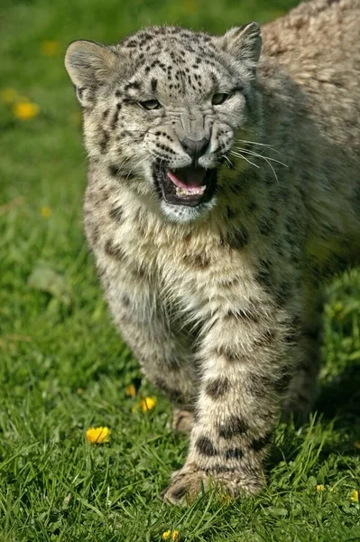 Snow Leopard Ounce Uncia Uncia Cub Snarling — 图库照片