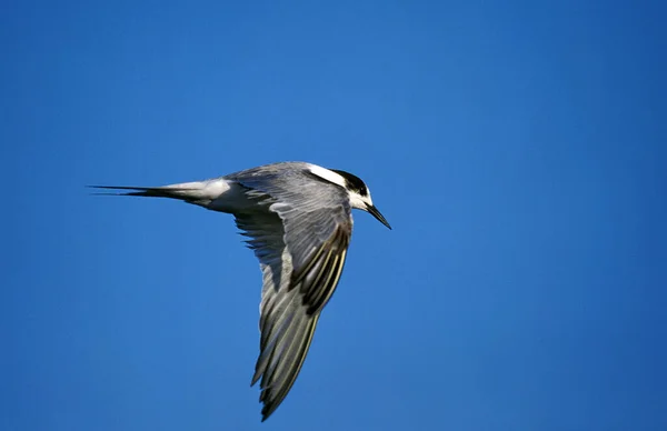 Sterne Pierregarin Sterna Hirundo Adulte Vol Oiseau Plumage Hiver Namibie — Photo