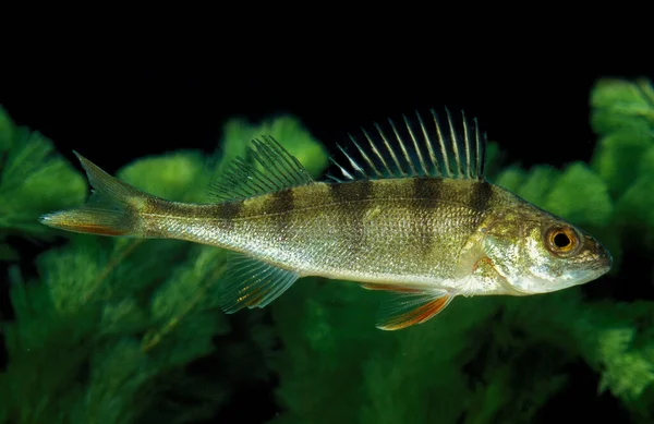 Europeu Perch Perca Fluviatilis Adulto — Fotografia de Stock