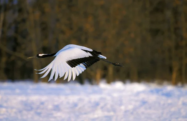 Japanese Crane Grus Japonensis Adult Flight Hokkaido Island Japan — Stock Photo, Image