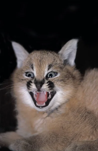 Caracal Caracal Caracal Cub Homurdanıyor — Stok fotoğraf