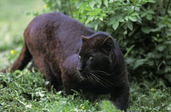 Panthère Noire Panthera Pardus Femme — Photo