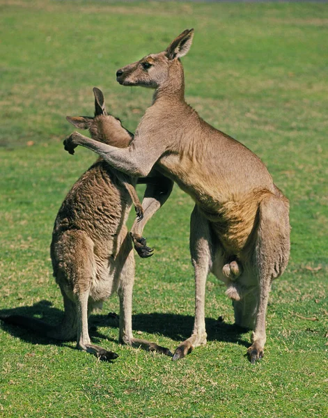 Eastern Grey Kangaroo Macropus Giganteus Adults Australia — стокове фото