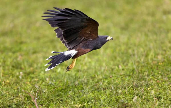 Harris Hawk Parabuteo Unicinctus Erwachsener Flug — Stockfoto