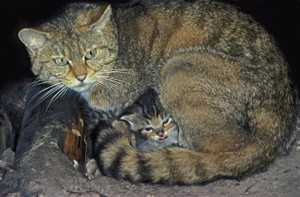 European Wildcat Felis Silvestris Kiscicás Anya — Stock Fotó