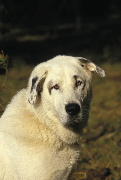 Perro Pastor Anatolia Retrato Adulto — Foto de Stock