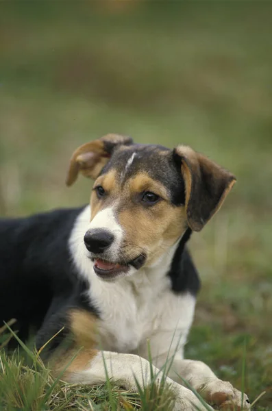 Kısa Saç Sınırı Collie Köpeği Yetişkin Çimenler Üzerinde Yatıyor — Stok fotoğraf