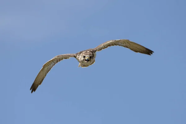 Saker Falcon Falco Cherrug Adult Flight Blue Sky — Stock fotografie