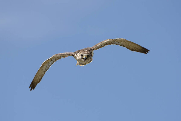 Saker Falcon, falco cherrug, Adult in Flight against Blue Sky 