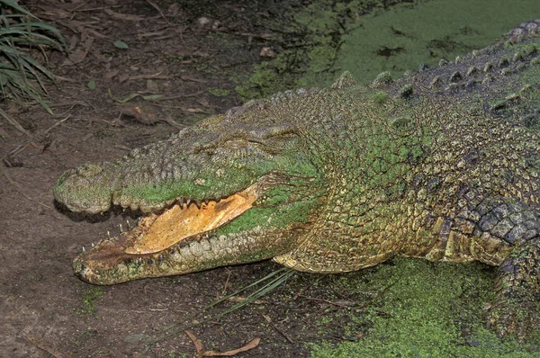 Australisk Saltvattenskrokodil Eller Estuarinkrokodil Krokodilporosus Vuxen Som Kommer Från Swamp — Stockfoto