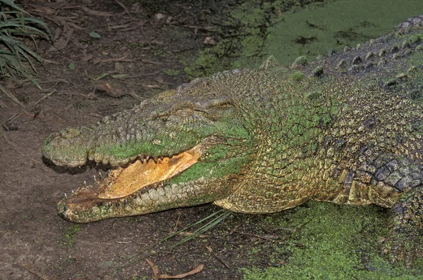 Australian Saltwater Crocodile Estuarine Crocodile Crocodylus Porosus Mocsárból Kikelő Felnőtt — Stock Fotó