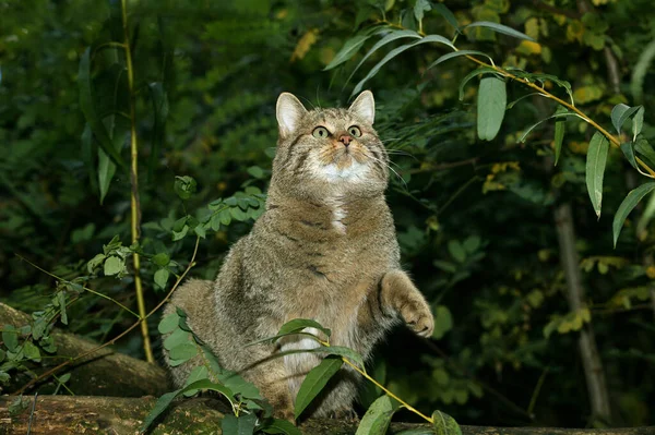 European Wildcat Felis Silveris Adult — стоковое фото
