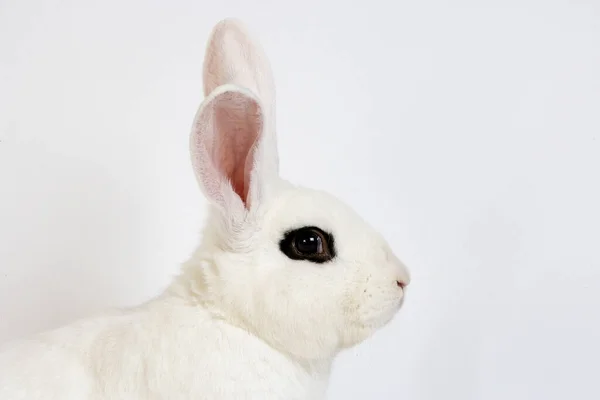 Rabbit Hotot Dalla Normandia Francia — Foto Stock