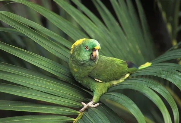 Papagaio Amazônia Amazona Auropalliata Adulto Filial — Fotografia de Stock