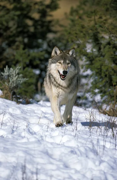 Lobo Gris Norteamericano Canis Lupus Occidentalis Adulto Pie Sobre Nieve —  Fotos de Stock