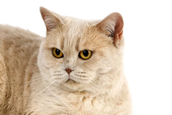 Cream British Shorthair Domestic Cat Portrait Female White Background — стокове фото