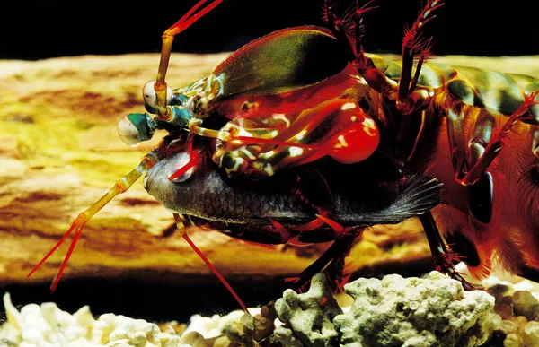 Peacock Mantis Camarão Odontodactylus Scyllarus Adulto Comendo Peixe — Fotografia de Stock