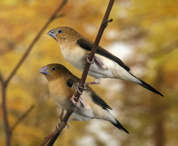 African Silverbill Lonchura Cantans — Stock Photo, Image
