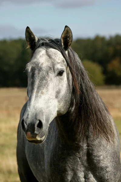 Lusitano Horse Csődör Portréja — Stock Fotó