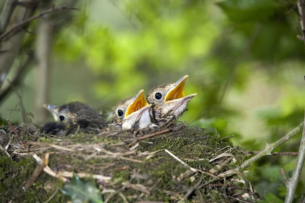 Grive Chanson Turdus Philomelos Poussins Dans Nid Demandant Manger Normandie — Photo