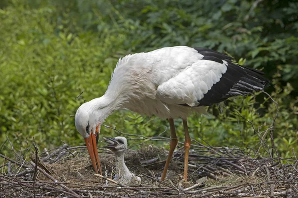 Witte Ooievaar Ciconia Ciconia Nest — Stockfoto