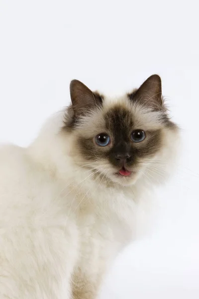 Selo Birmanês Doméstico Gato Adulto Sentado Contra Fundo Branco — Fotografia de Stock