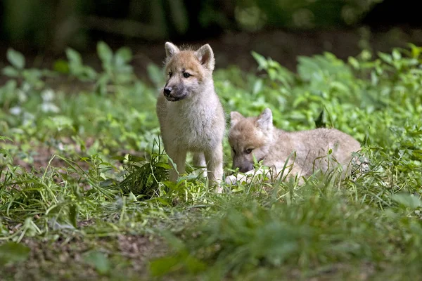 Arctic Wolf Canis Lupus Tundrarum — Fotografia de Stock