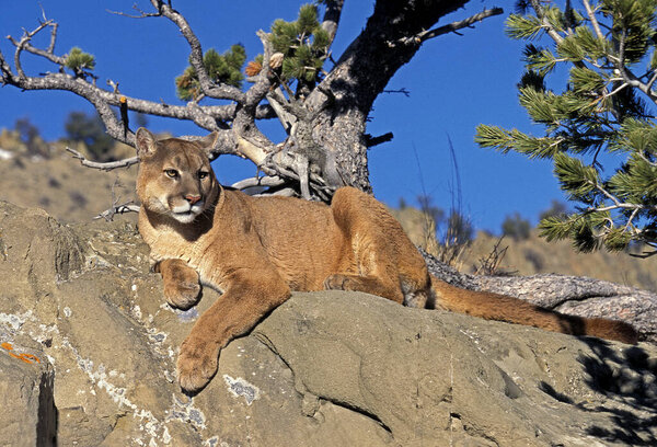 Cougar, puma concolor, Adult laying on Rocks, Montana  