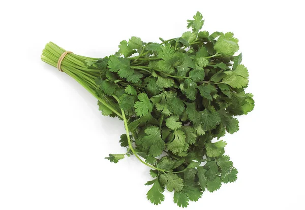 Cilantro Coriandrum Sativum Contra Fondo Blanco —  Fotos de Stock