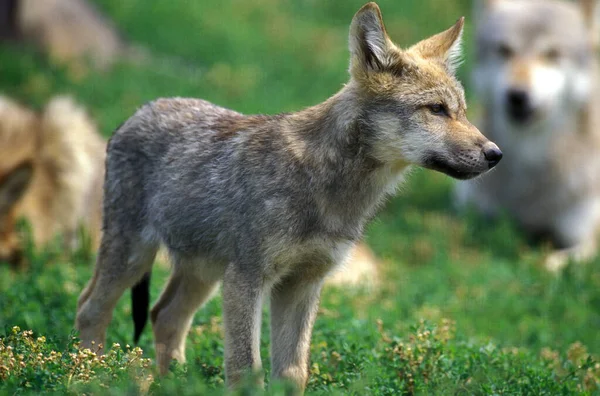 Lobo Europeu Canis Lupus Cachorro — Fotografia de Stock