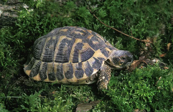 Hermann Tortoise Testudo Hermanni Adult Standing Moss — Stock Photo, Image