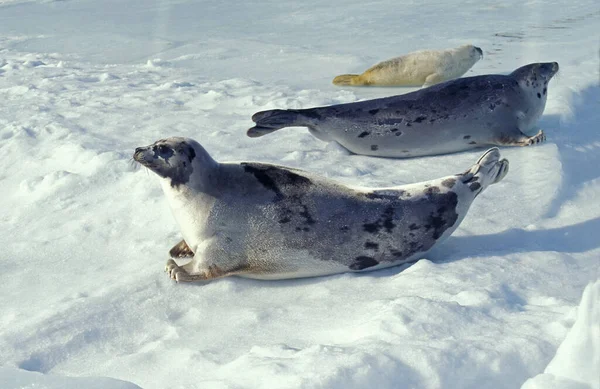 Harp Seal, pagophilus groenlandicus, Female with Pup on Ice Floe, Magdalena Island in Quebec, Canada