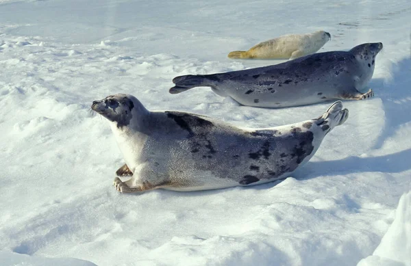 Foca Arpa Pagophilus Groenlandicus Hembra Con Cachorro Témpano Hielo Isla — Foto de Stock