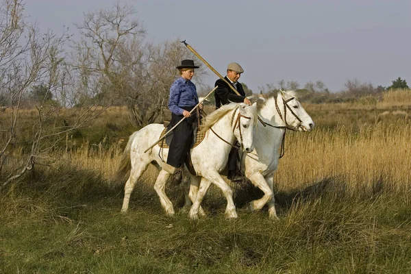 Camargue Pferd Mit Berittenem Gardian Wandern Feuchtgebieten Saintes Maries Mer — Stockfoto