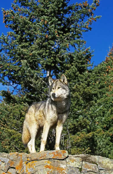 Nordamerikansk Grå Varg Canis Lupus Occidentalis Vuxen Stående Klippor Kanada — Stockfoto