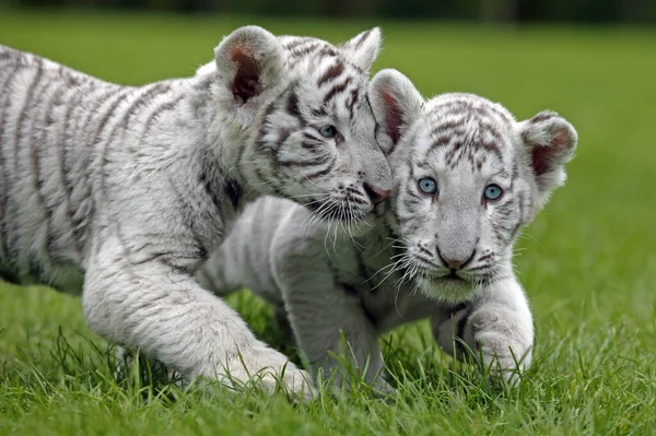 Beyaz Kaplan Panthera Tigris Çimlerin Üzerinde Duran Yavru — Stok fotoğraf