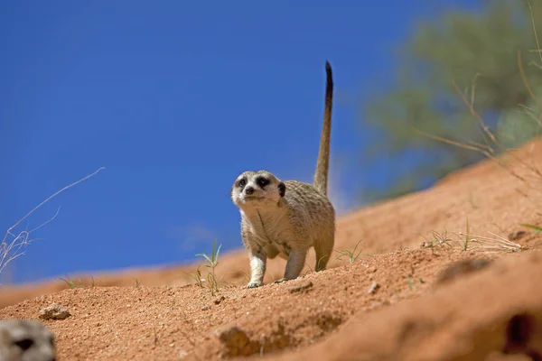 Meerkat Suricata Suricatta Adult Namibia — стоковое фото