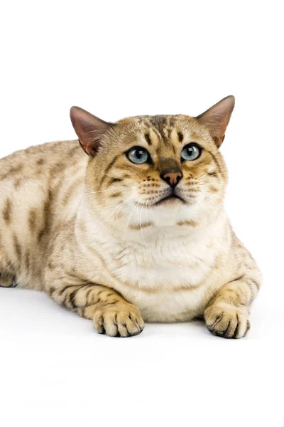 Seal Mink Tabby Bengal Εγχώρια Γάτα Αρσενικό Που Ενάντια Στο — Φωτογραφία Αρχείου