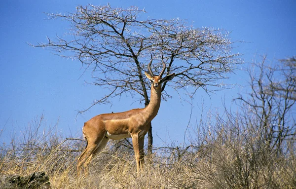 Gerenuk Waller Gazelle Litocranius Walleri Masculino Samburu Park Quênia — Fotografia de Stock