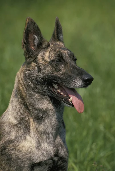 Holländska Shepherd Dog Porträtt Vuxen Med Tungan — Stockfoto