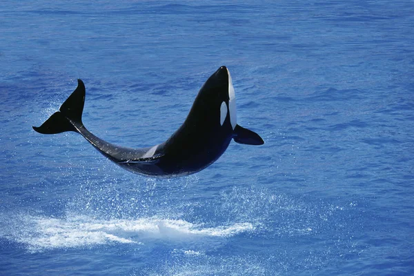 Ballena Asesina Orcinus Orca Adult Breatching — Foto de Stock