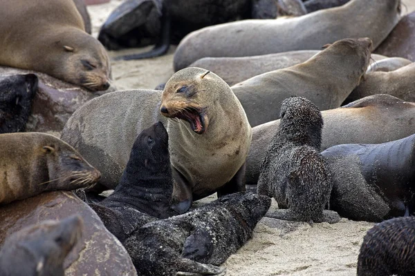 Zuid Afrikaanse Pelsrobben Arctocephalus Pusillus Kolonie Aan Het Kaap Kruis — Stockfoto