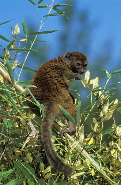 灰色の竹Lemur Hahaalemur Griseus 枝に立つ大人 — ストック写真